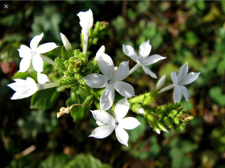  백화단 (CEYLON LEADWORT) 효능 부작용 섭취법은?