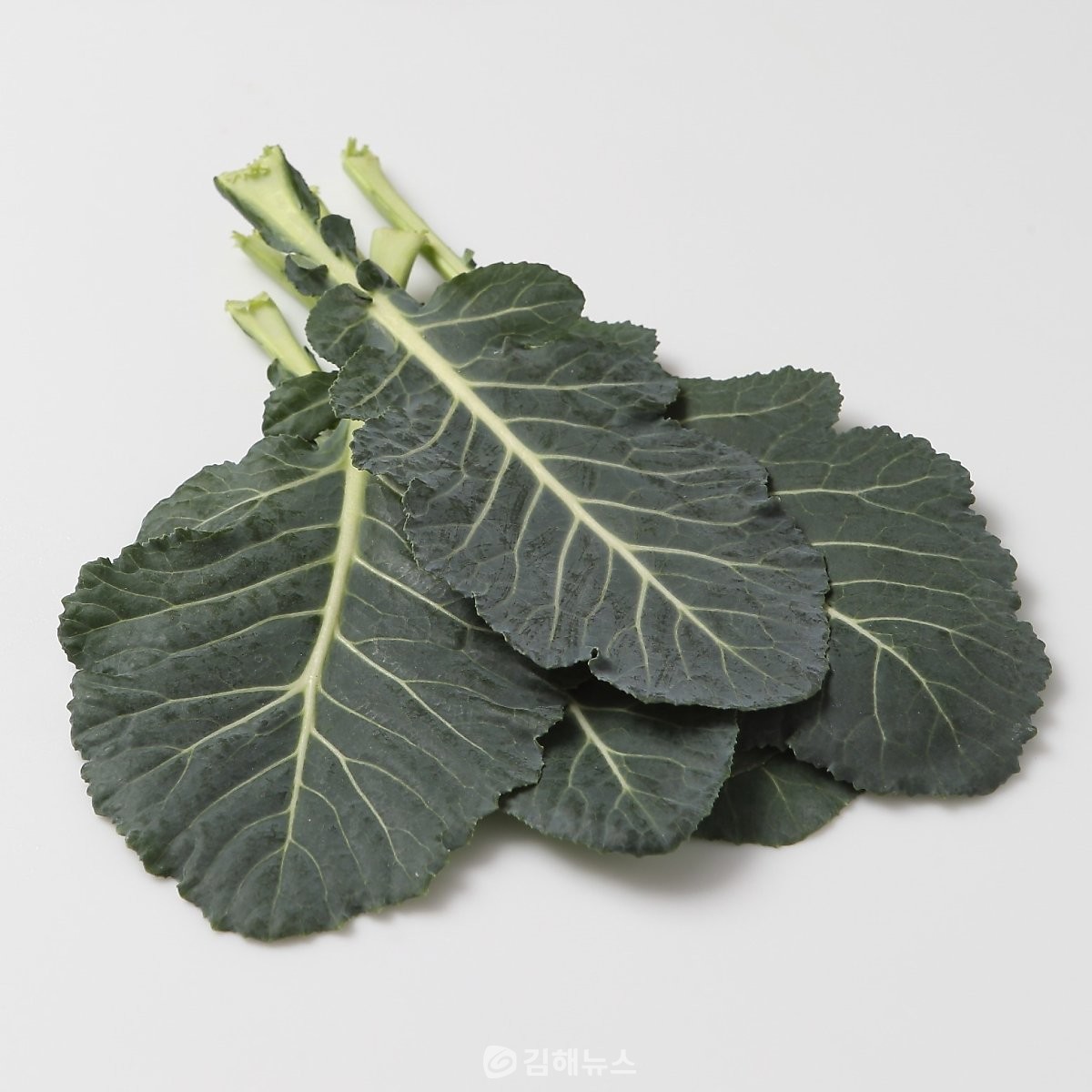 케일 효능 부작용 알아보기