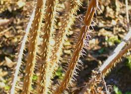 가시오가피의 12가지 장점 27