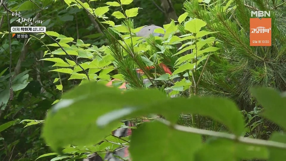 나는 자연인이다.E560.230628p.H264-F1RST.mp4_20230701_182658.529.jpg