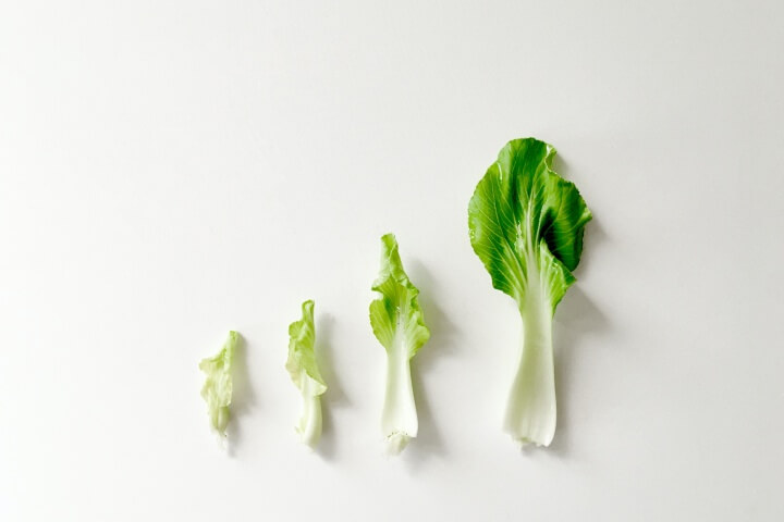 청경채잎