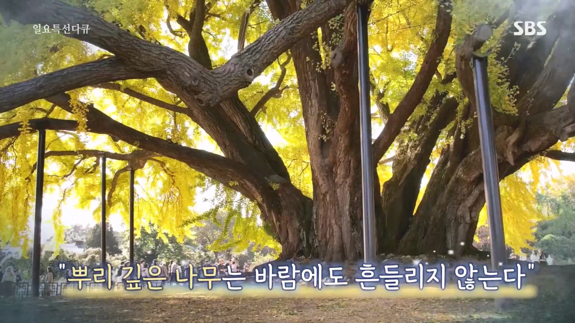 일요 특선 다큐멘터리.E327.231105p.H264-F1RST.mp4_20231105_162401.256.jpg