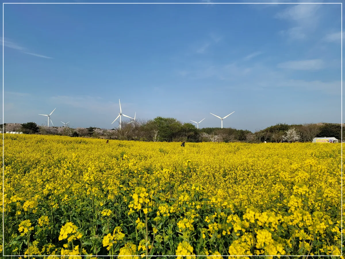 제주도-유채꽃-풍차-조랑말체험공원