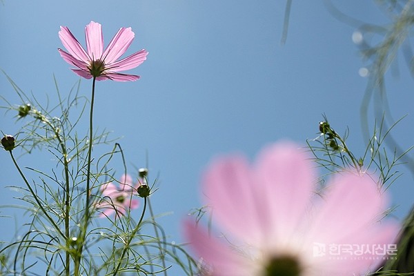 처서 이미지