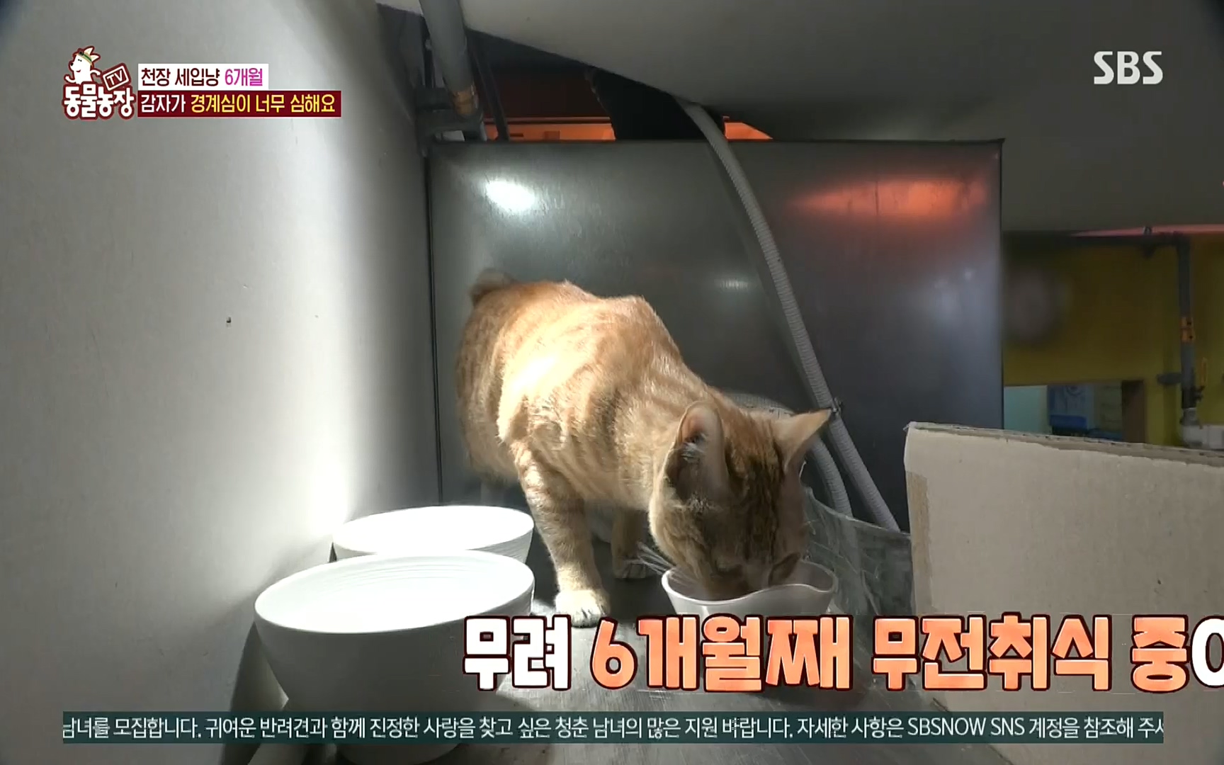 TV 동물농장.E1081.220807p.H264-F1RST.mp4_20220807_213620.870.jpg