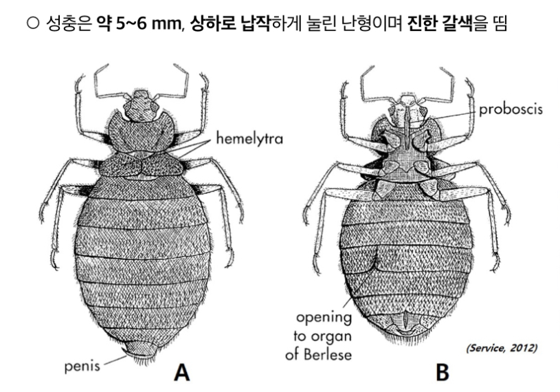 빈대 물린자국 사진 퇴치법 예방