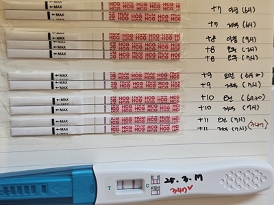 시험관 2차 이식후 1차 피검사날 임테기반응