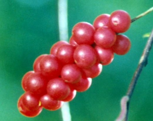 오미자 열매