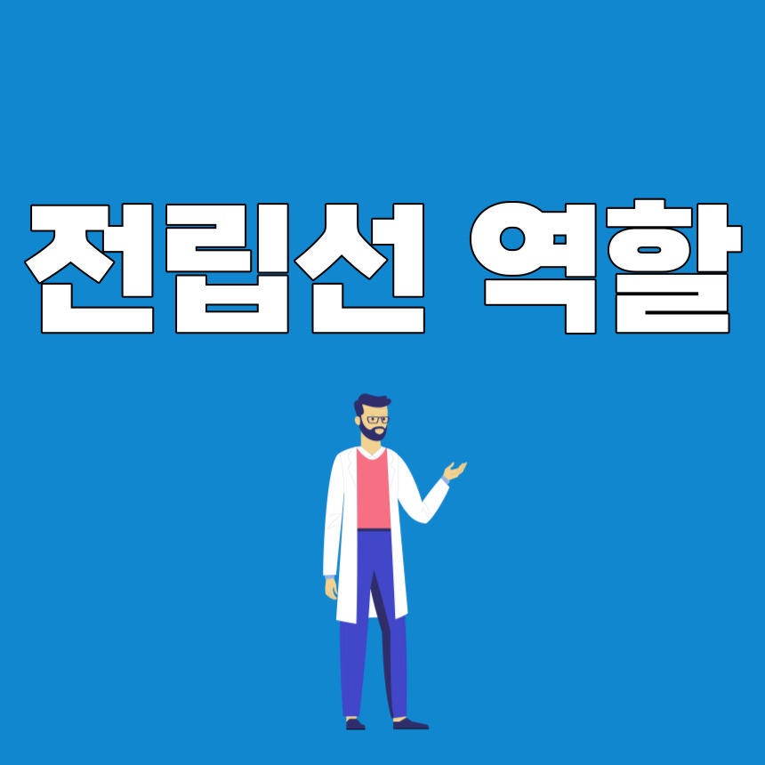 전립선 역할