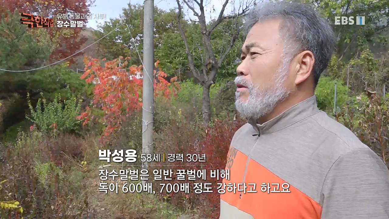 TV - 교육의 중심 EBS유해 동물과의 사투! 등검은말벌, 야생 멧돼지 퇴치.mp4_20221129_195006.697.jpg