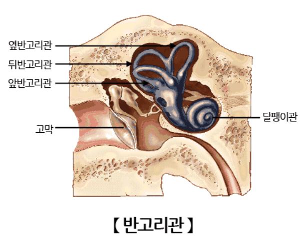 반고리관