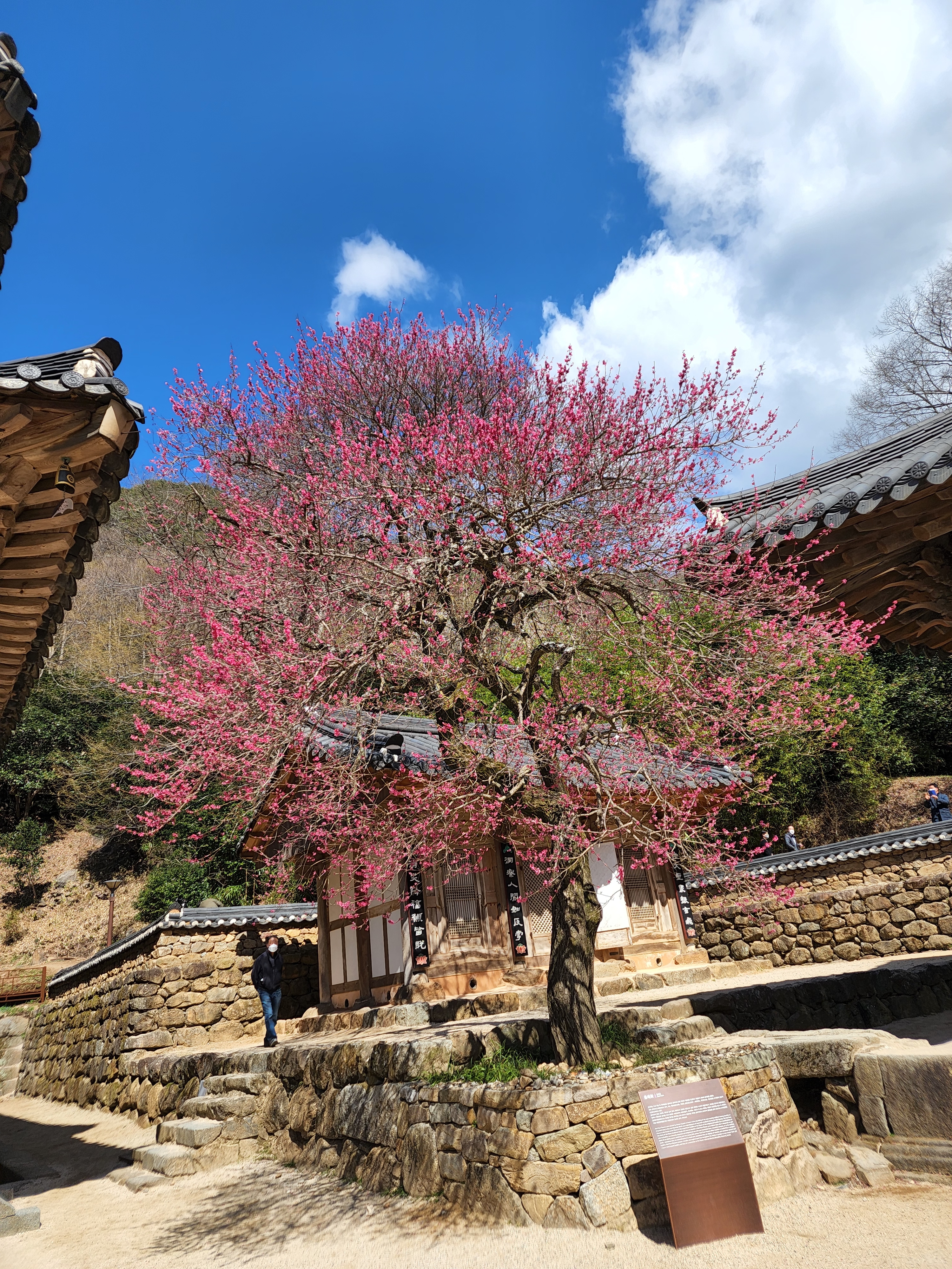  구례화엄사 홍매화