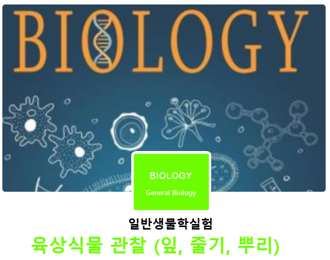 일반생물학실험 | 육상식물 관찰 (잎, 줄기, 뿌리) 일반생물학실험 | 육상식물 관찰 (잎, 줄기, 뿌리)