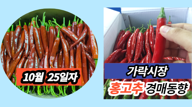  [경매사 일일보고] 10월 25일자 가락시장 홍고추 경매동향을 살펴보겠습니다!