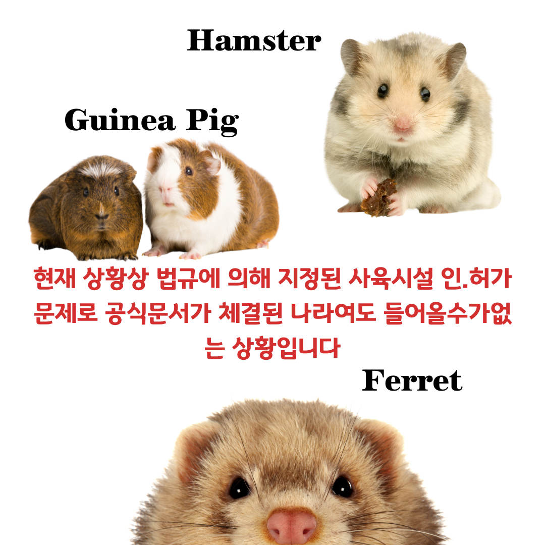  [헝가리] 동물검역 고양이검역 강아지검역 강아지해외출국 고양이해외출국외 페릿검역 햄스터검역 기니피그검역  관련 우든켄넬 우든케이지제작