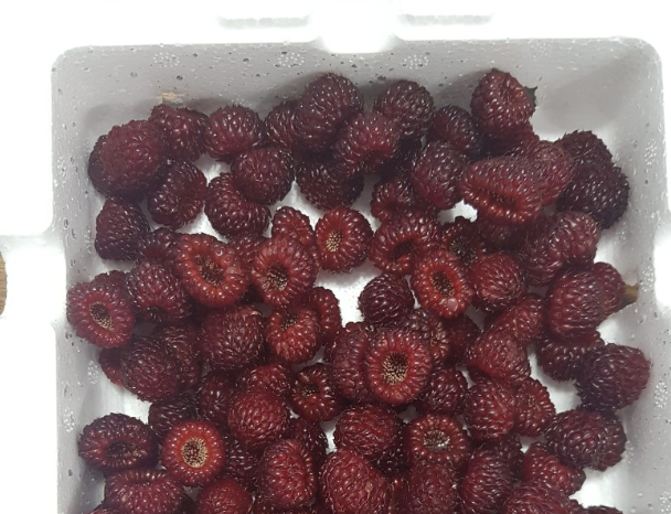 산딸기 9