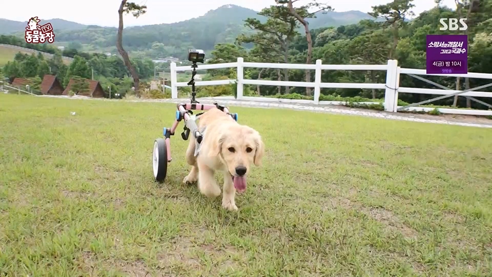 TV 동물농장.E1129.230716p.H264-F1RST.mp4_20230716_183626.145.jpg