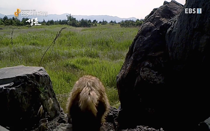 EBS 다큐프라임_ 220628.avi_20220629_210202.417.jpg