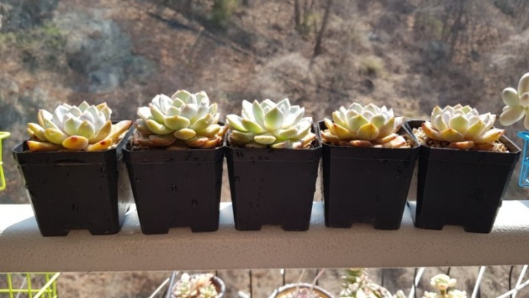 오렌지 먼로 겨울 염소 여름잎 정리 다육 식물 키우는 법 종류명, 14