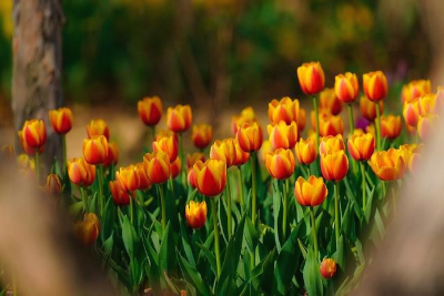 나무 사이에 있는 주황색 튤립 꽃밭