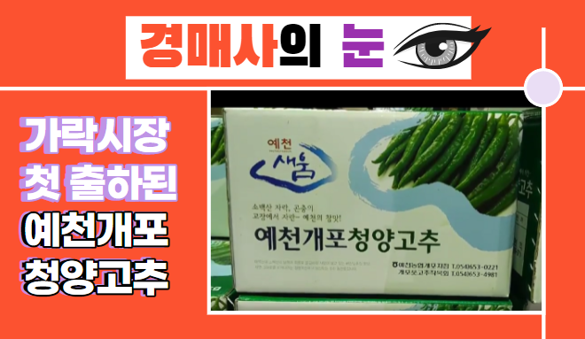 [경매사의 눈^^] 가락시장 출하시작된 "예천개포 청양고추"