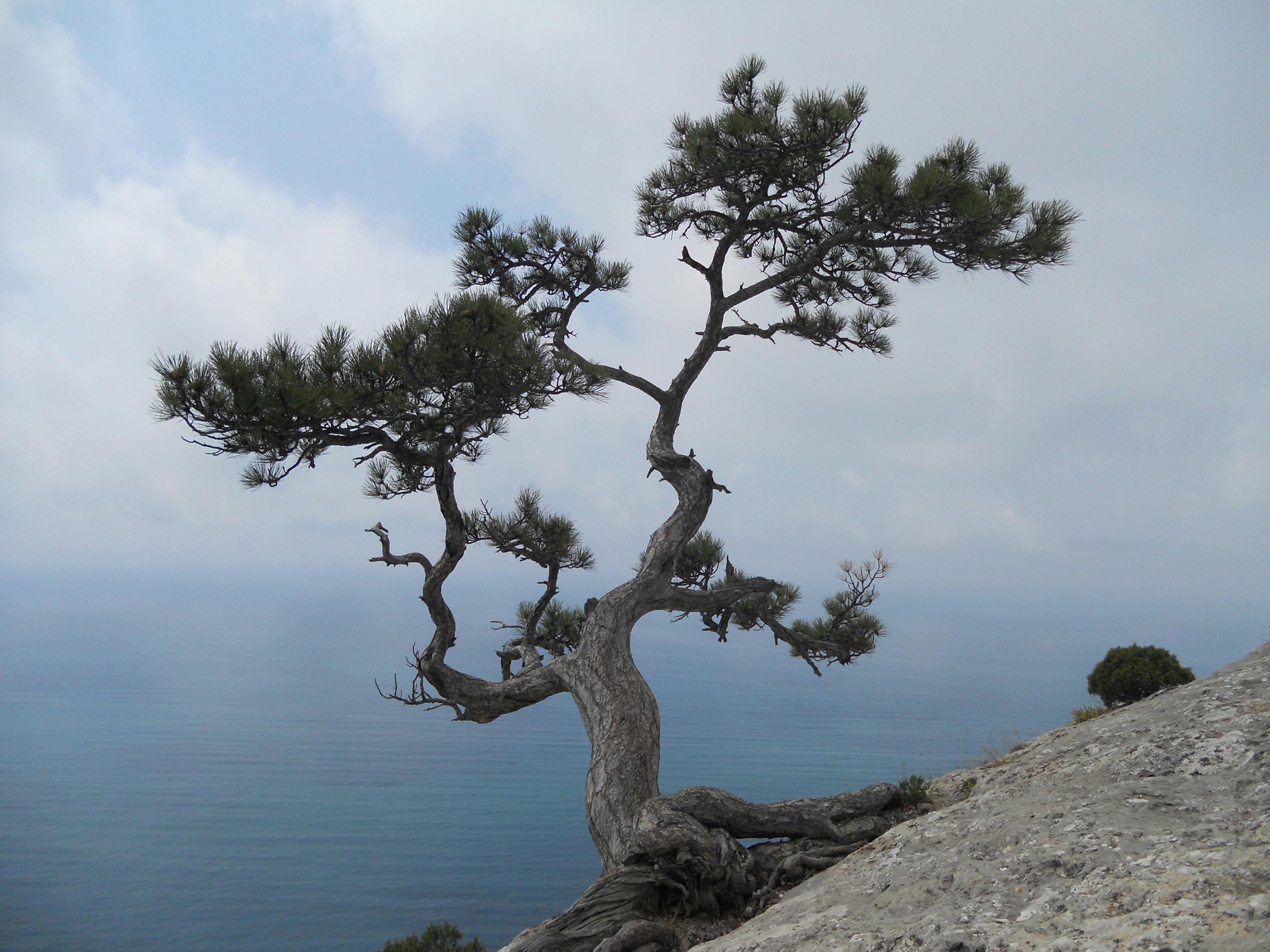  피크노제놀(Pycnogenol): 강력한 항산화 성분의 건강 효능