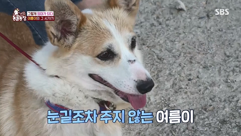 TV 동물농장.E1126.230625p.H264-F1RST.mp4_20230626_204254.338.jpg