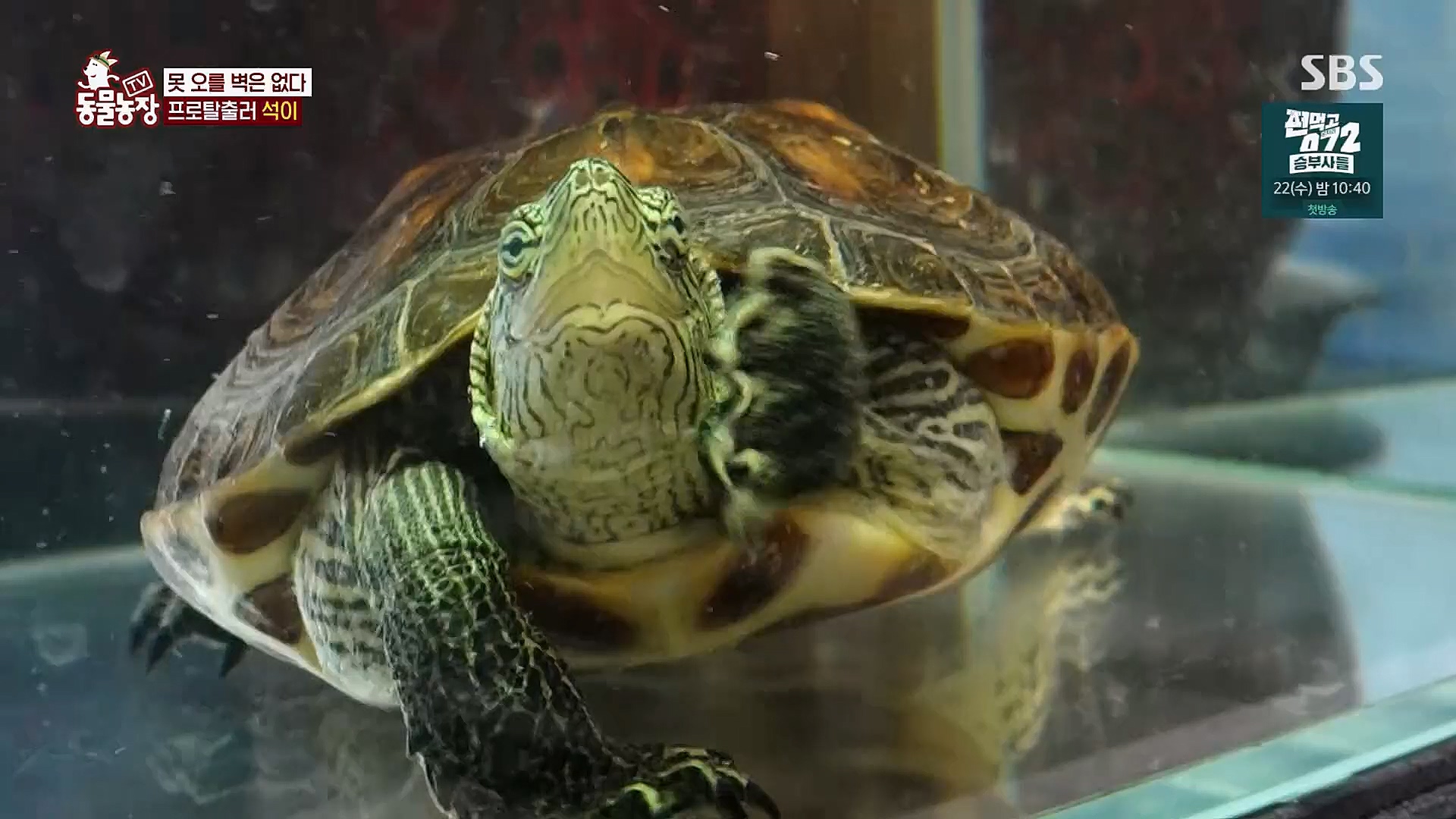 TV 동물농장.E1112.230319p.H264-F1RST.mp4_20230319_175205.404.jpg