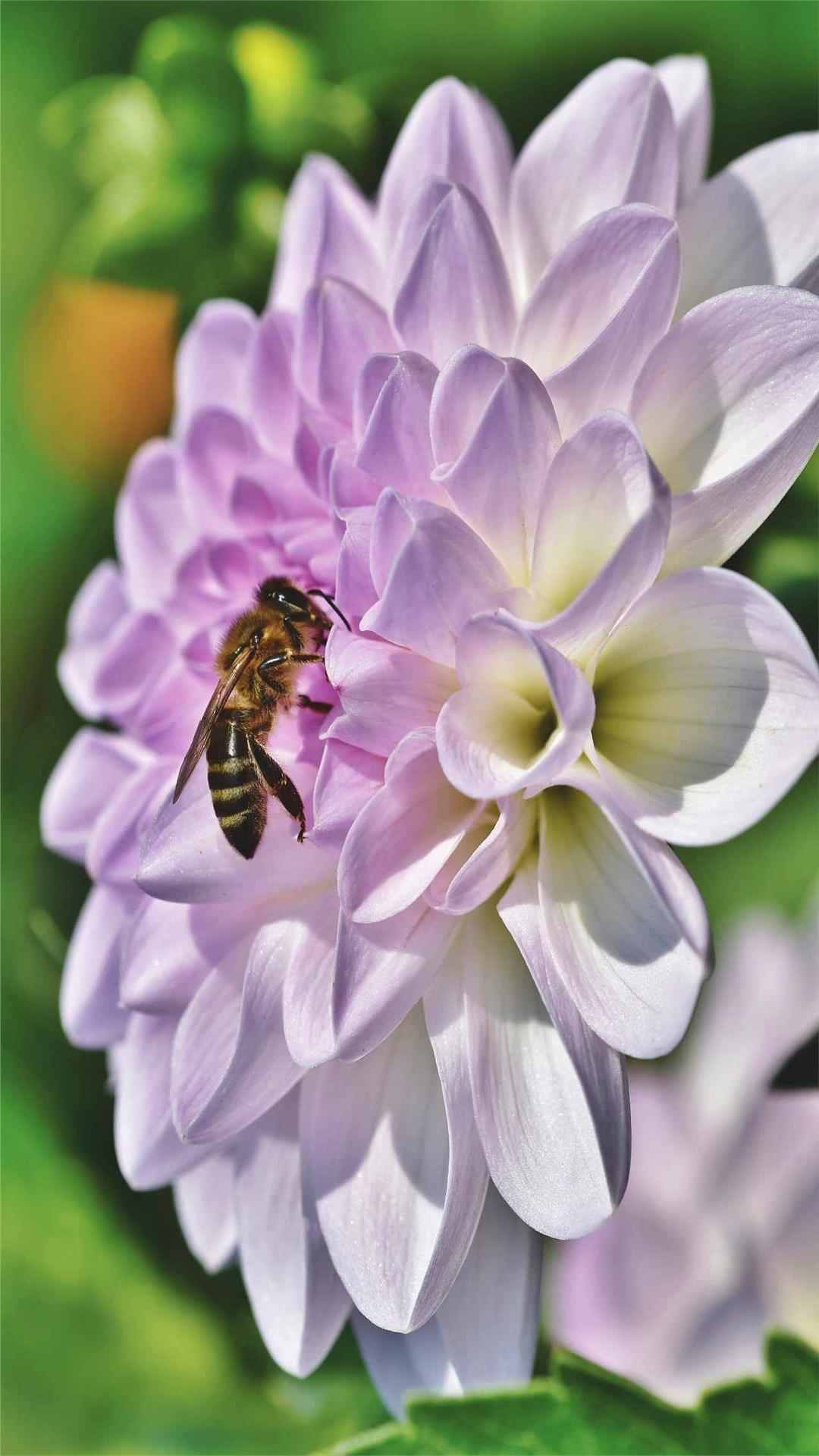 Dahlia Flower iPhone Wallpaper