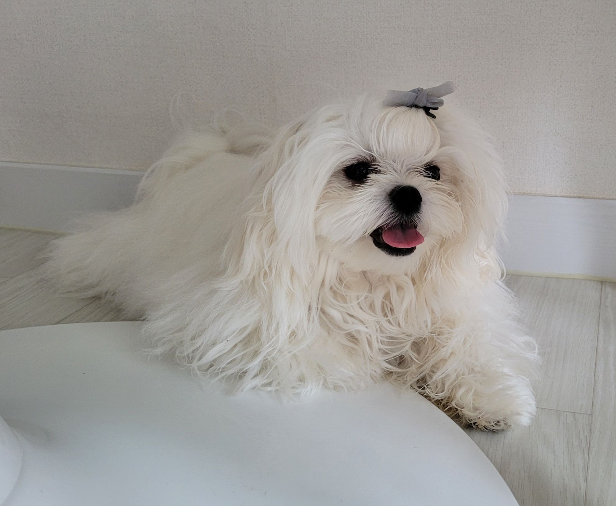 maltese