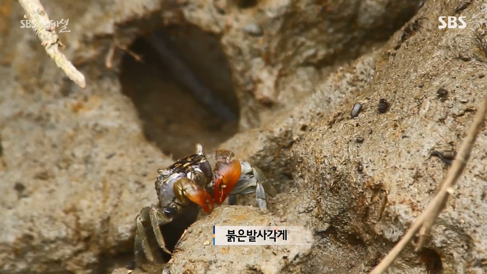 일요특선 다큐멘터리.E344.240310p-NEXT.mp4_20240310_154135.620.jpg