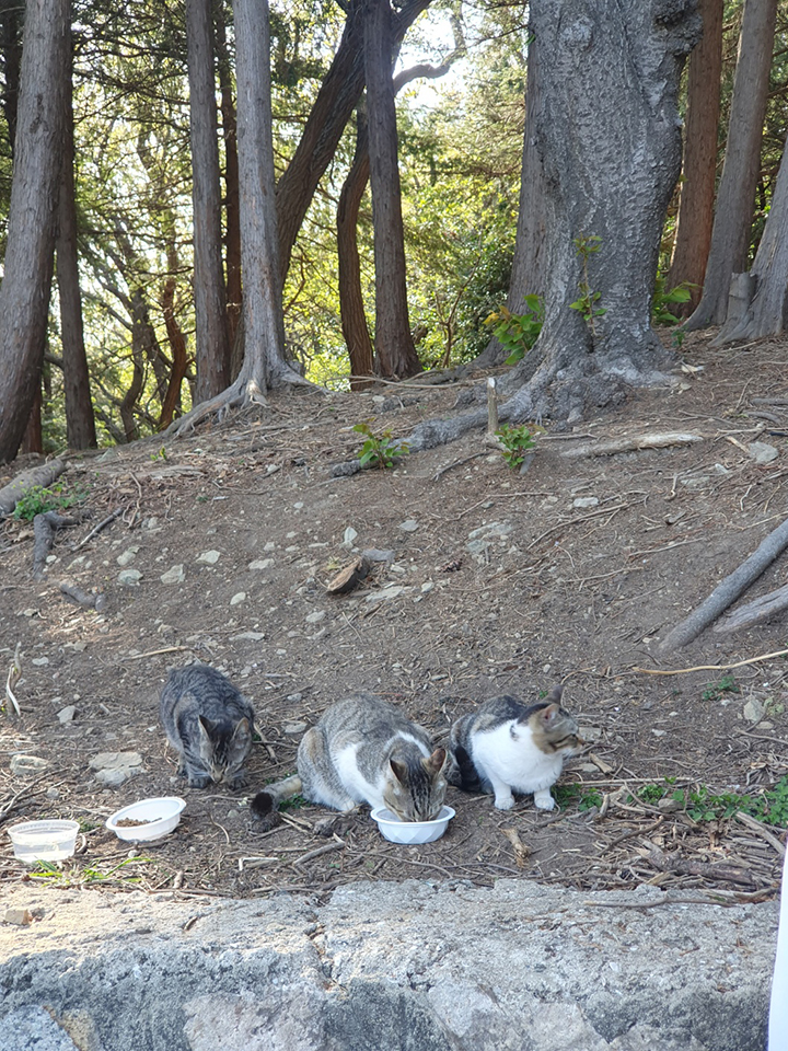 중앙공원 산책로 고양이 3마리