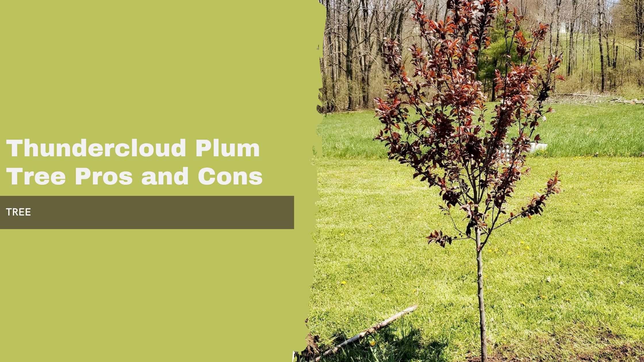 Thundercloud Plum Tree Pros and Cons