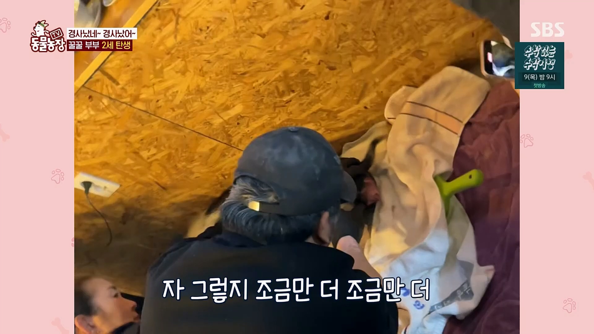 TV 동물농장.E1110.230305p.H264-F1RST.mp4_20230305_183150.303.jpg
