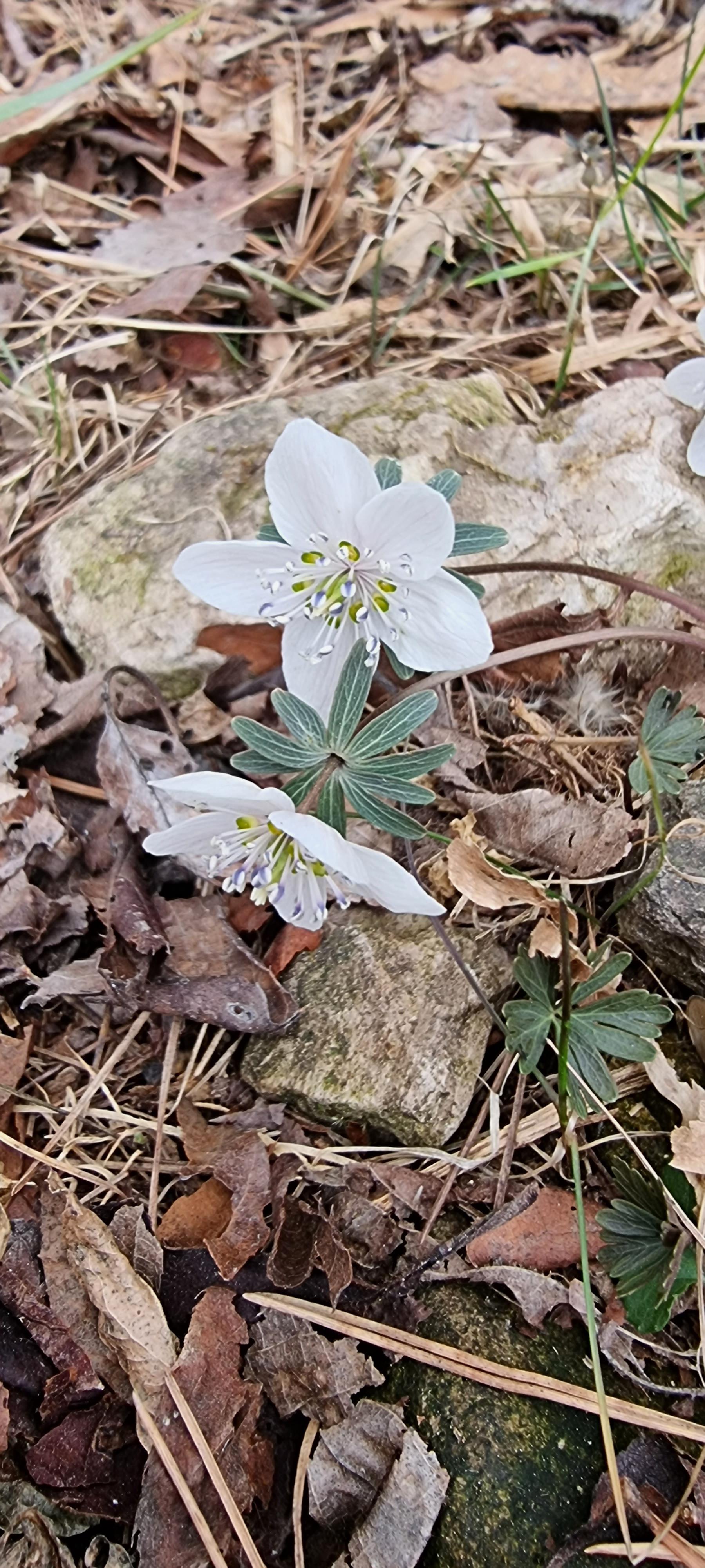 변산바람꽃 36