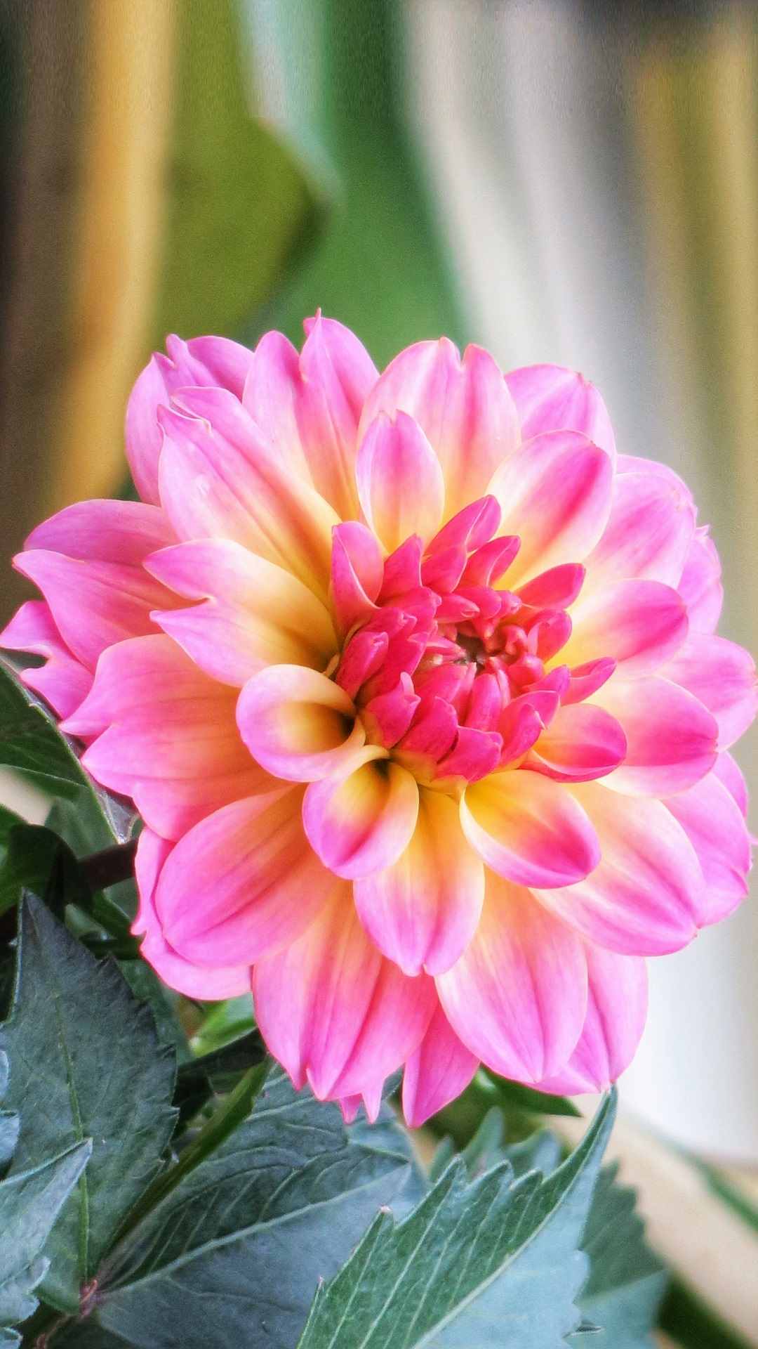 Dahlia Flower iPhone Wallpaper