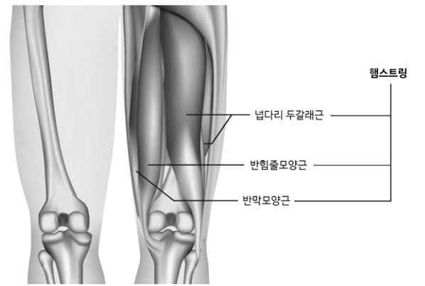 햄스트링의 부위