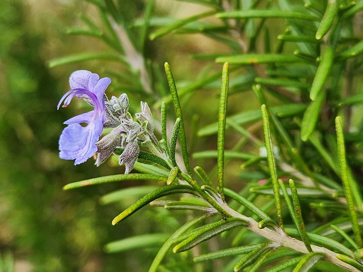 로즈마리 Rosemary