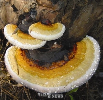 버섯