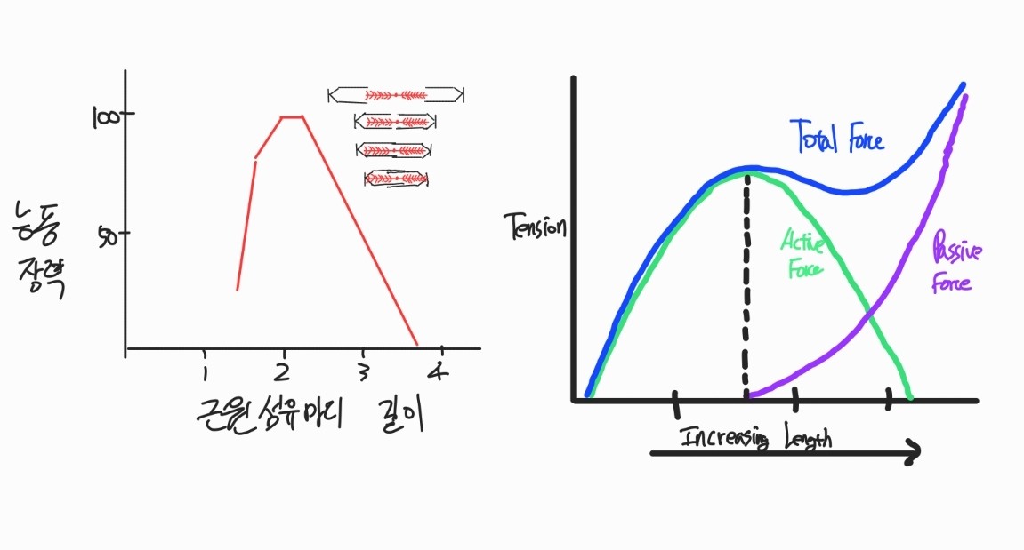 근 길이 장력 곡선