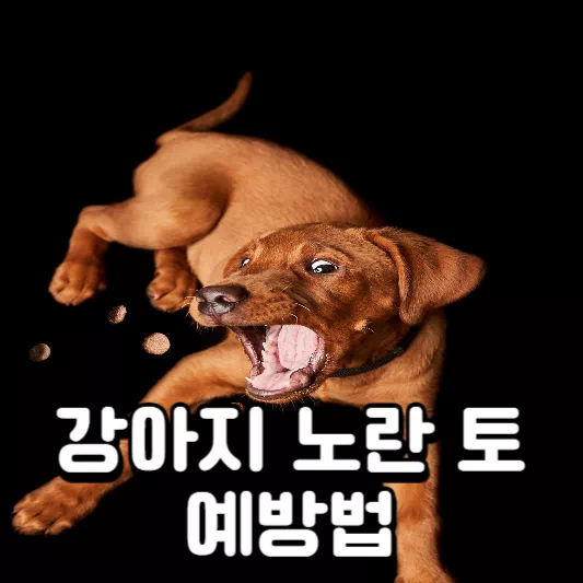 강아지-구토
강아지-노란토
강아지-누런토
강아지-노랑-토
강아지-노란-토
반려견-노란-토
강아지-노란토-치료
강아지-노란토-예방