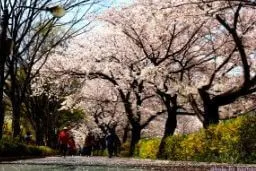 중랑천-천꽃길-1