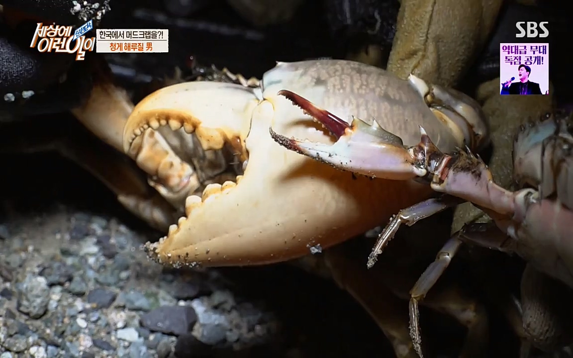 순간포착 세상에 이런일이.E1195.220831p-NEXT.mp4_20220831_201229.896.jpg