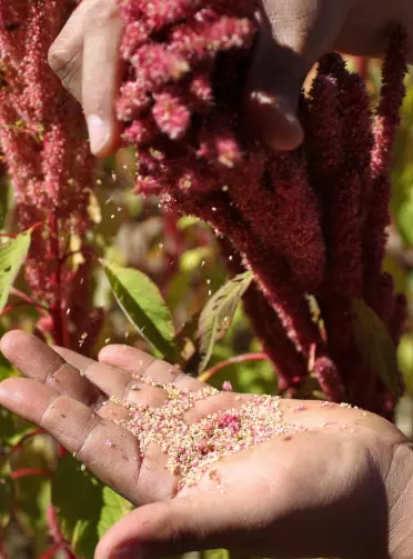  아마란스(Amaranth)로 다이어트 성공하자!!
