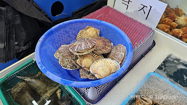 거제도 장목수산센터 다이버수산 키조개와 가리비