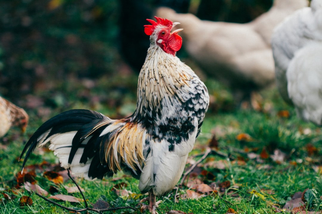 Rooster