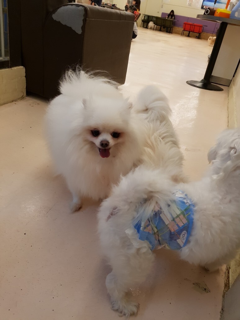 해피치의 연인들32 (고귀한 혈통, 12