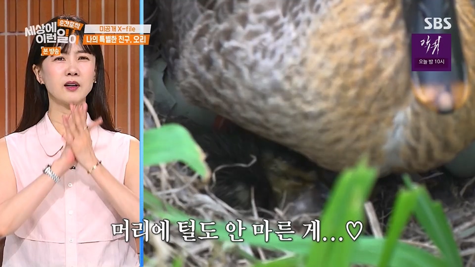 순간포착 세상에 이런일이.E1234.230624p.H264-F1RST.mp4_20230626_211200.451.jpg