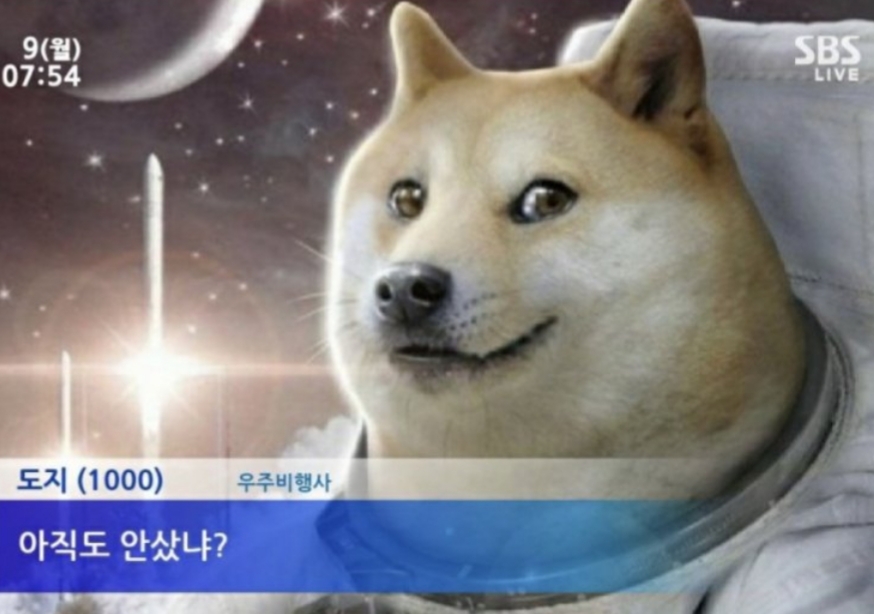  도지