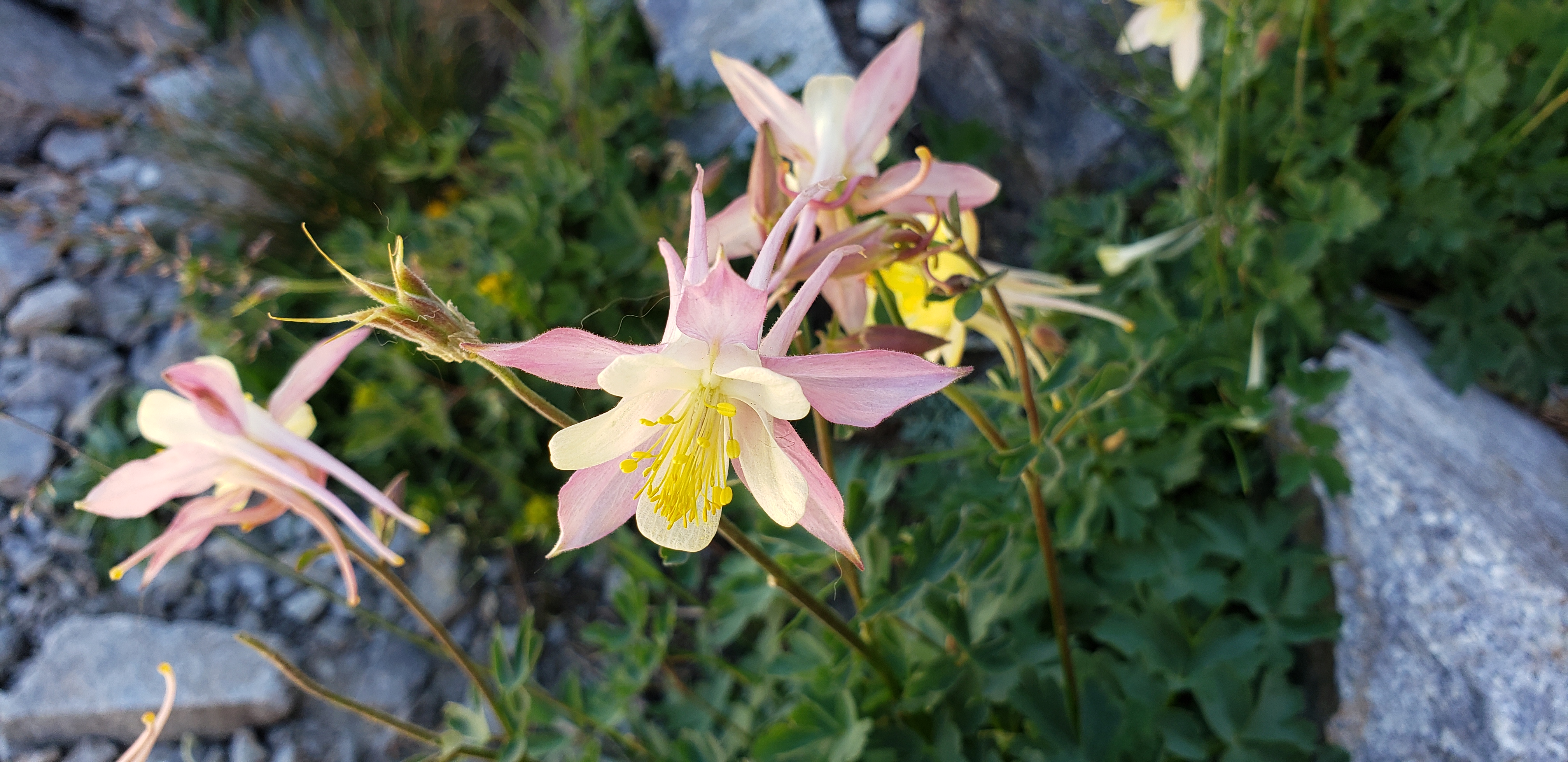 온천 도보 여행에서 본 야생화 2 32